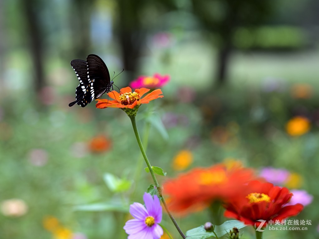 只许云天分野艳，不同梅李竞香尘 —— 学拍格桑花