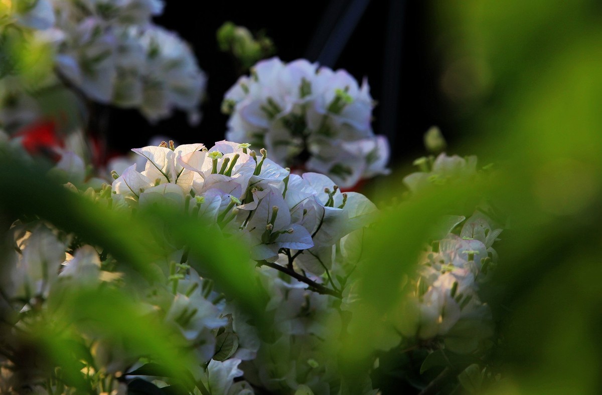 盛开的簕杜鹃 2