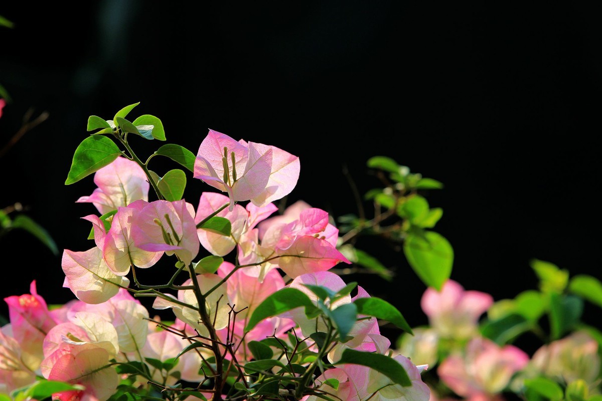 盛开的簕杜鹃 2