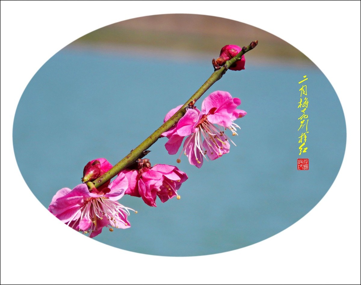 二月梅花别样红