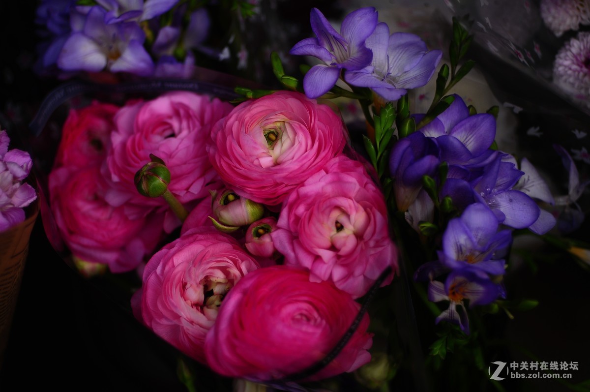 百丽老镜头 CC.Auto  55/1.8 试拍