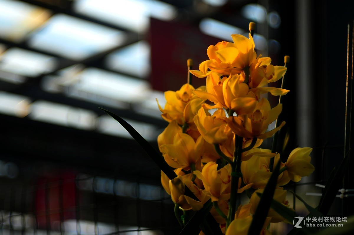 百丽老镜头 CC.Auto  55/1.8 试拍