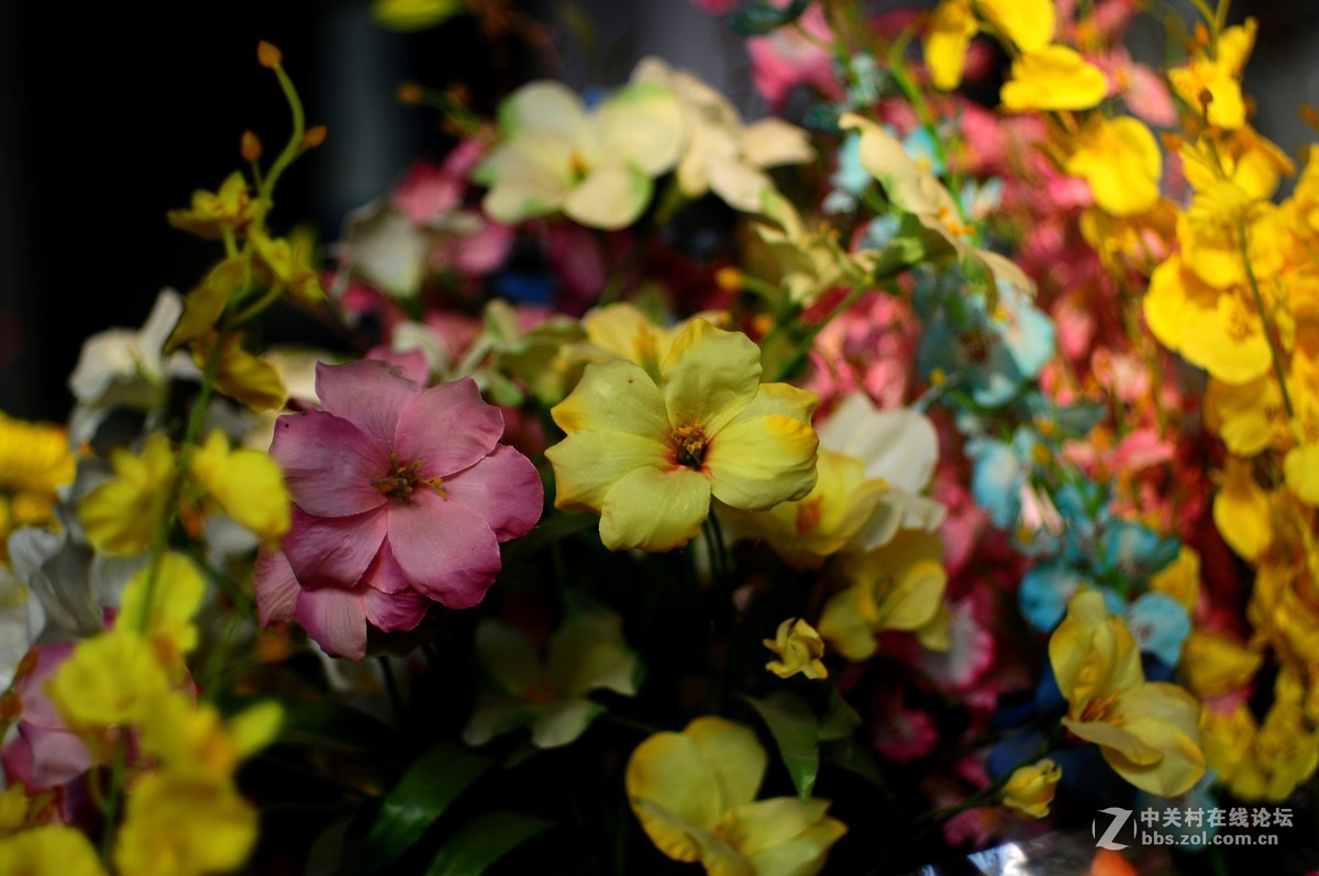 百丽老镜头 CC.Auto  55/1.8 试拍