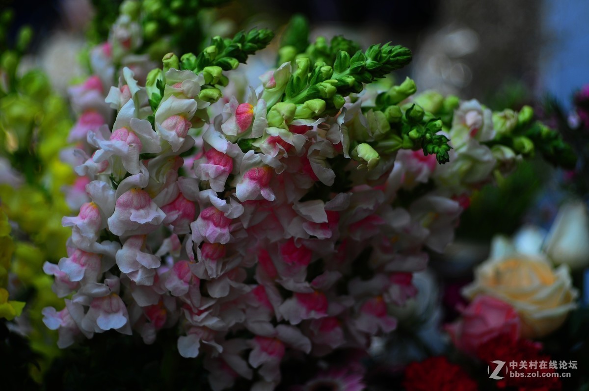 百丽老镜头 CC.Auto  55/1.8 试拍