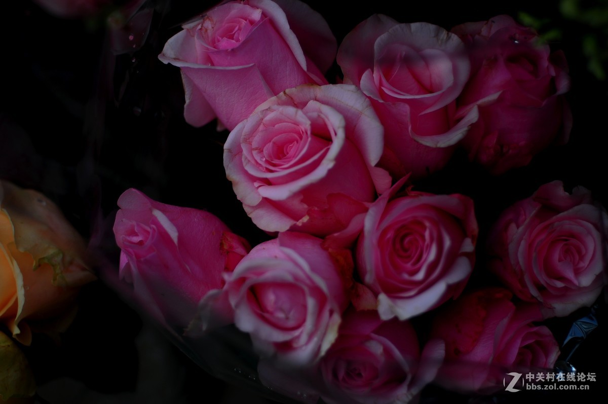 百丽老镜头 CC.Auto  55/1.8 试拍