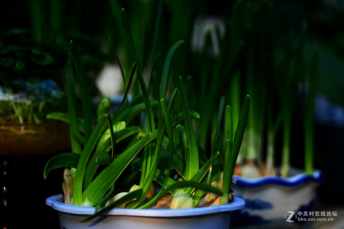 百丽老镜头 CC.Auto  55/1.8 试拍