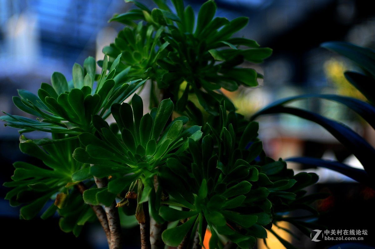 百丽老镜头 CC.Auto  55/1.8 试拍