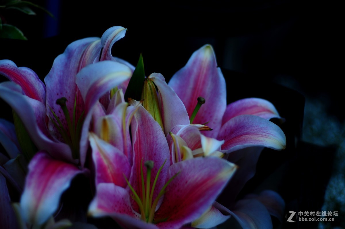 百丽老镜头 CC.Auto  55/1.8 试拍