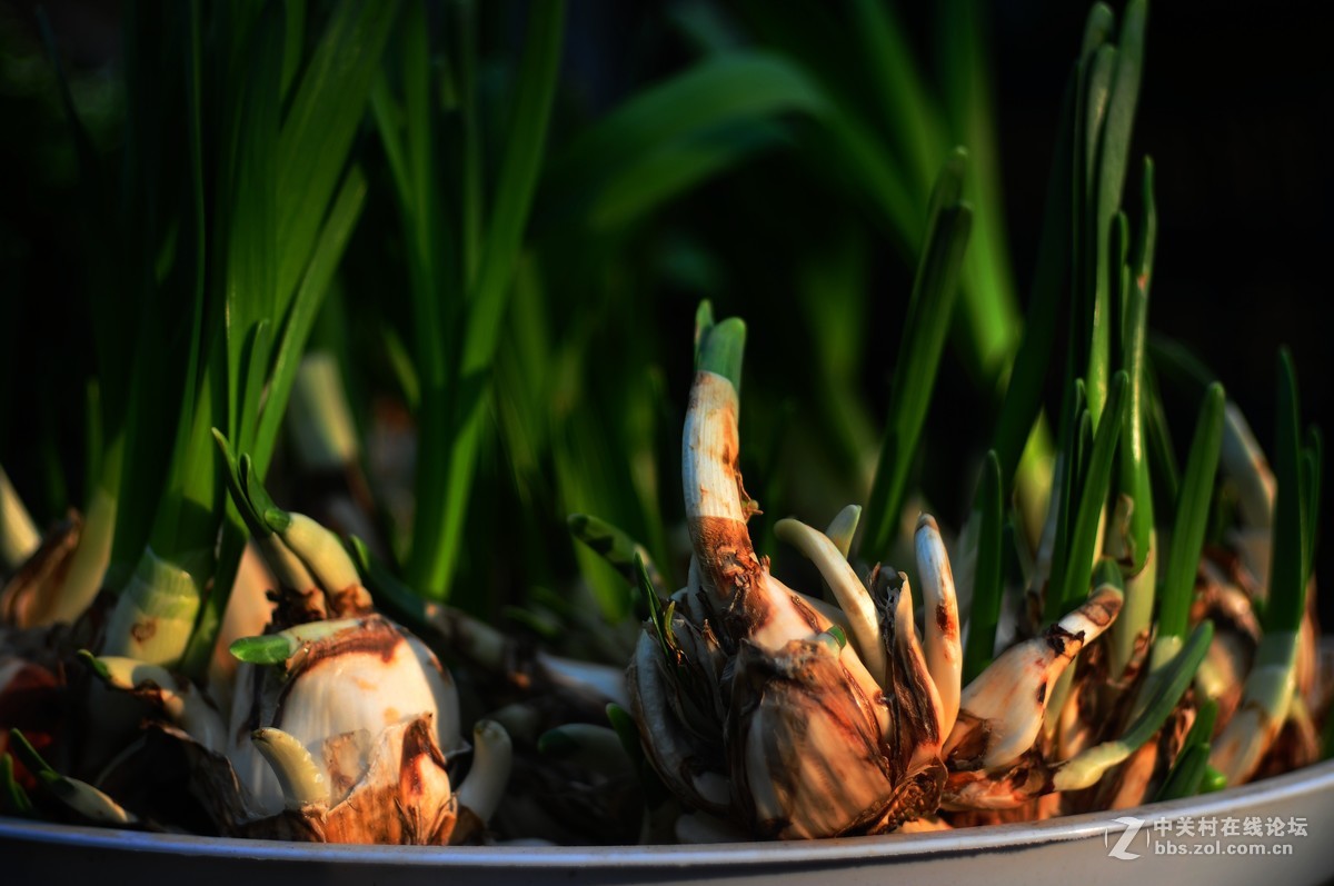 百丽老镜头 CC.Auto  55/1.8 试拍