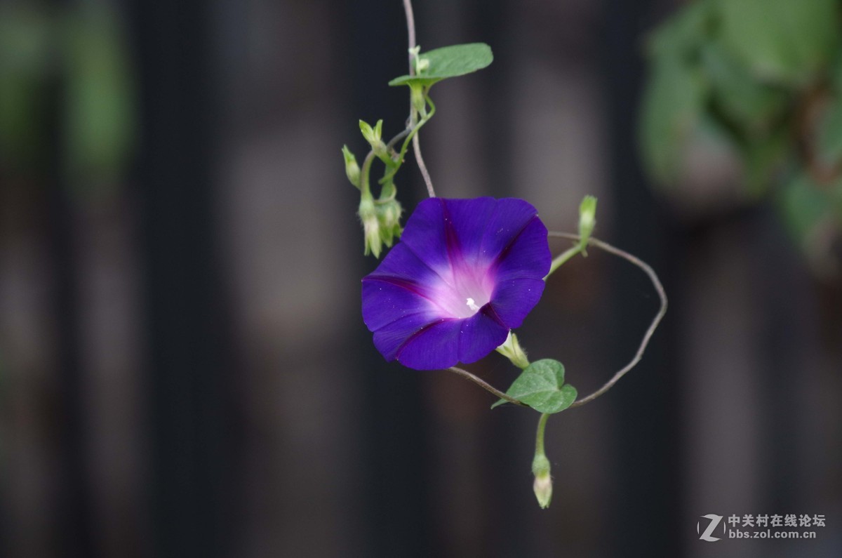 几张牵牛花