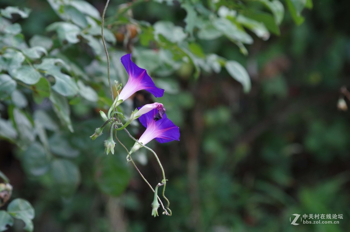 几张牵牛花