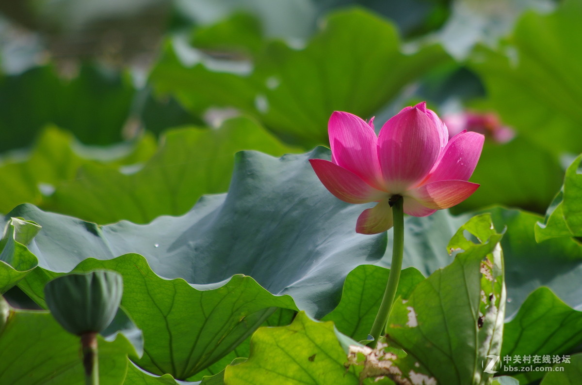 国庆假日赏荷忙