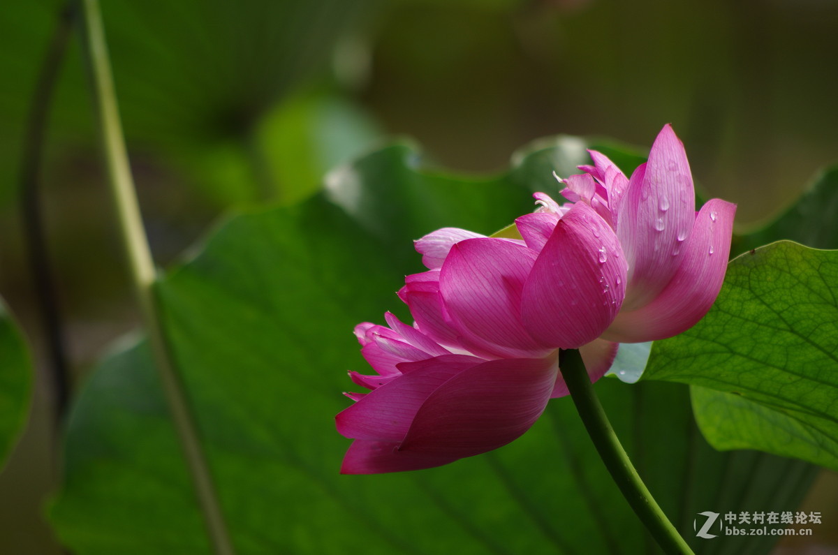 国庆假日赏荷忙