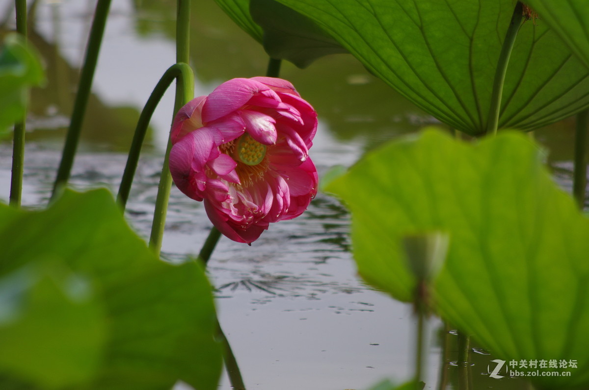 国庆假日赏荷忙