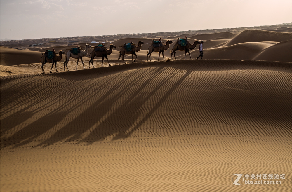 沙漠驼队
