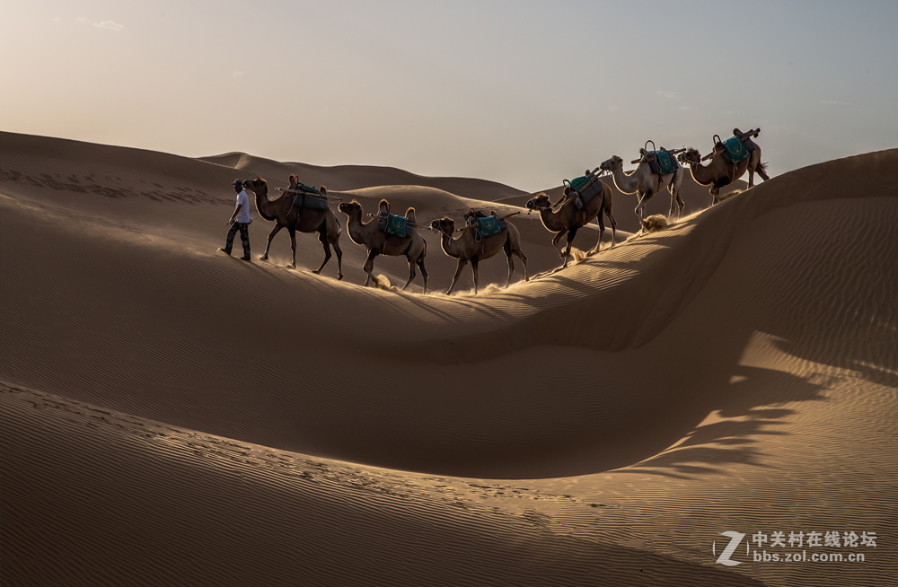 沙漠驼队