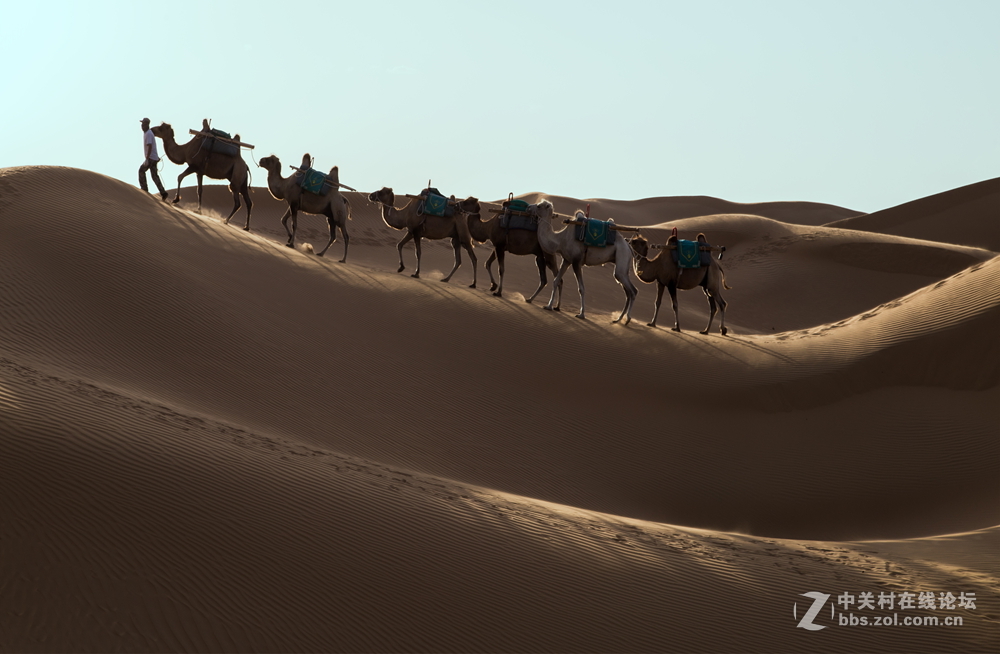 沙漠驼队