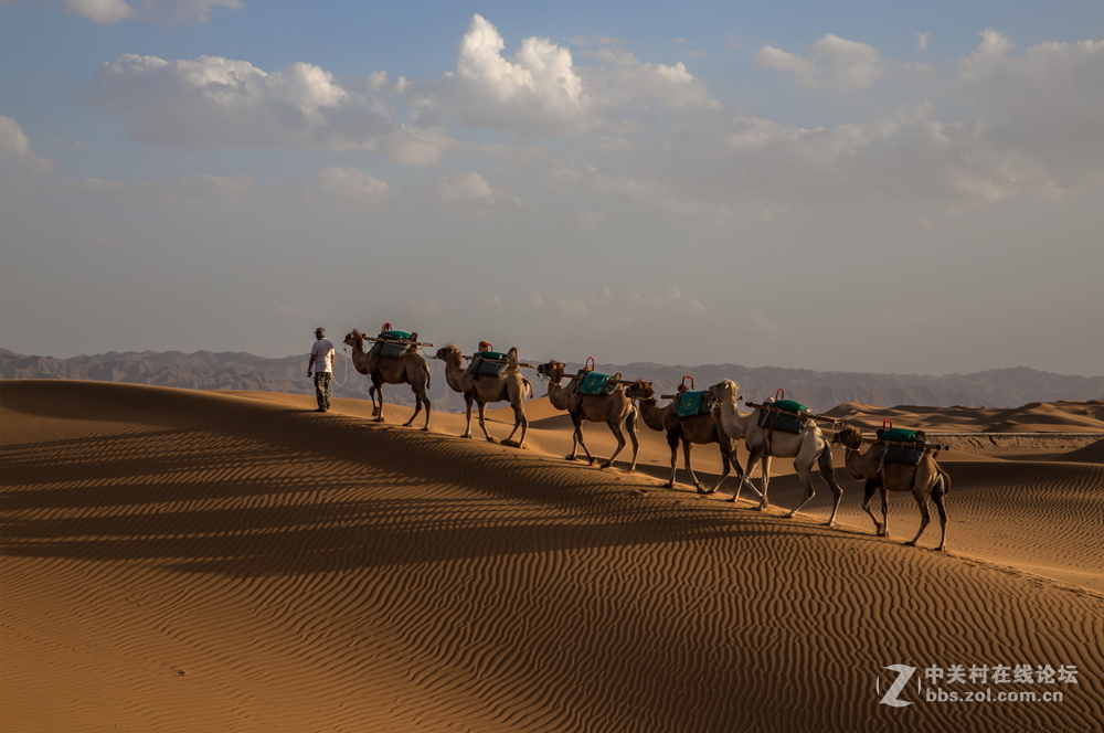 沙漠驼队