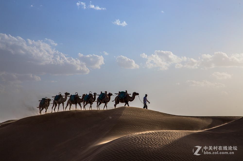 沙漠驼队