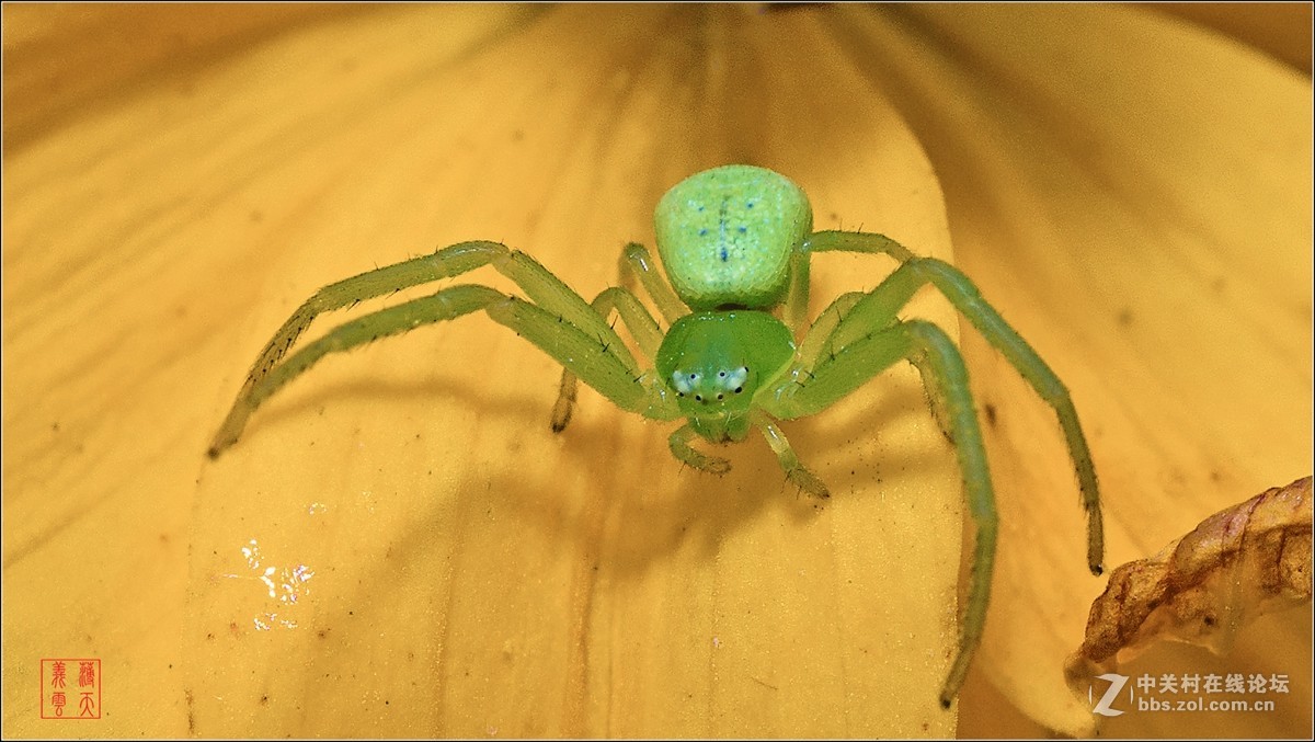 绿蜘蛛