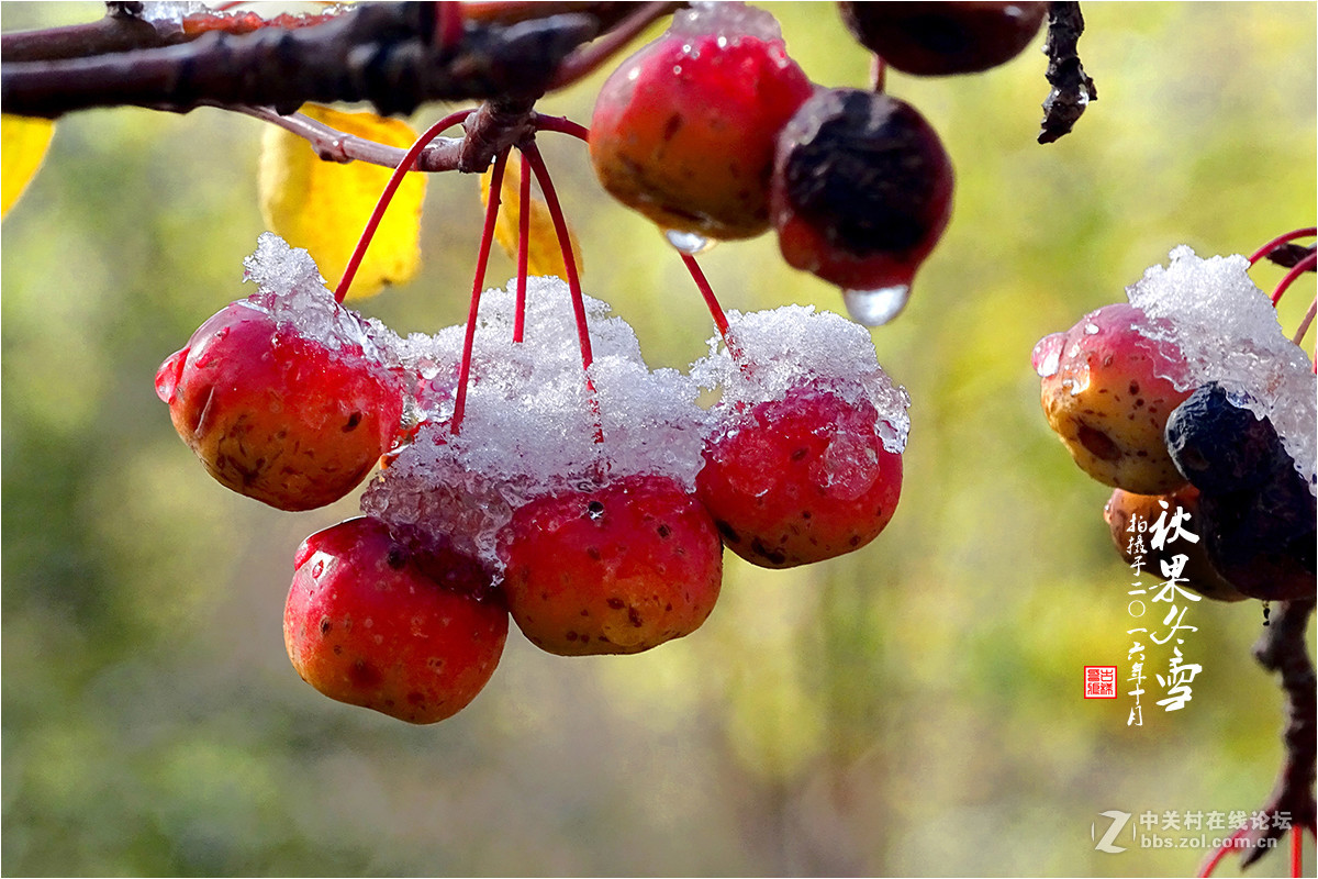 【  秋果冬雪  】