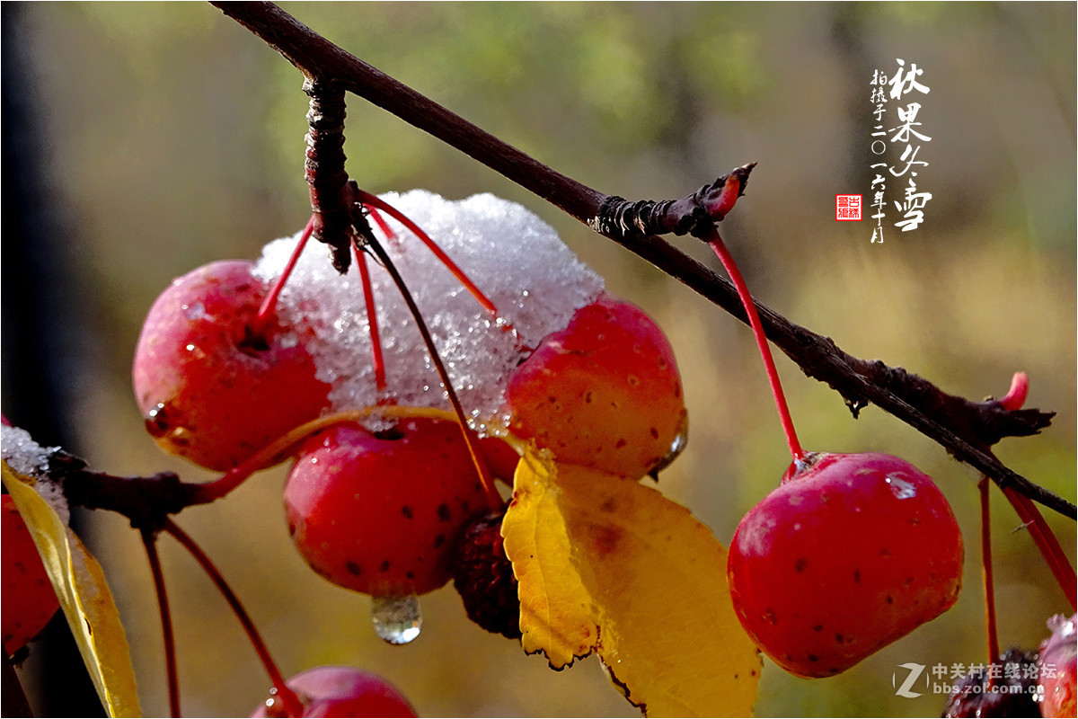【  秋果冬雪  】