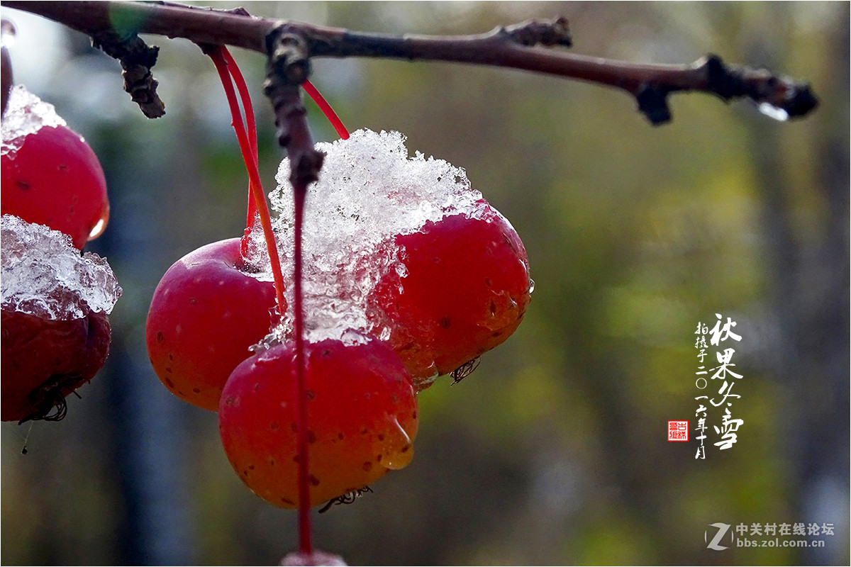 【  秋果冬雪  】