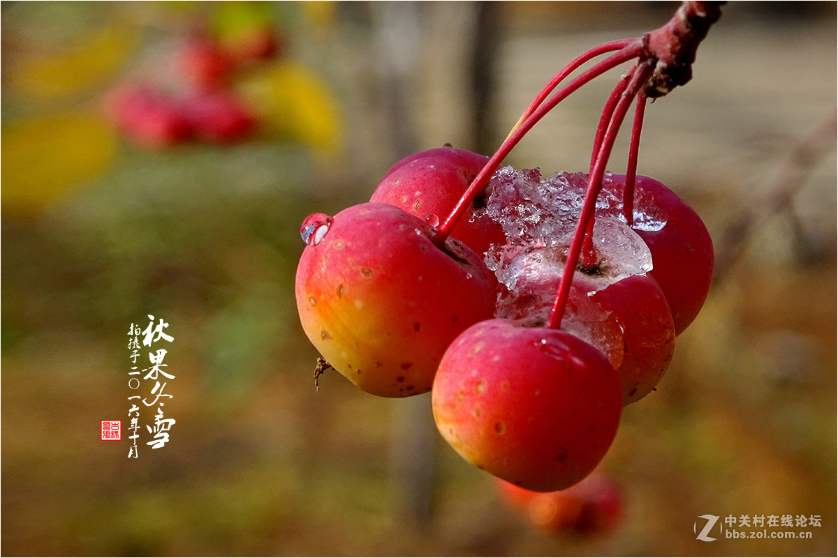 【  秋果冬雪  】