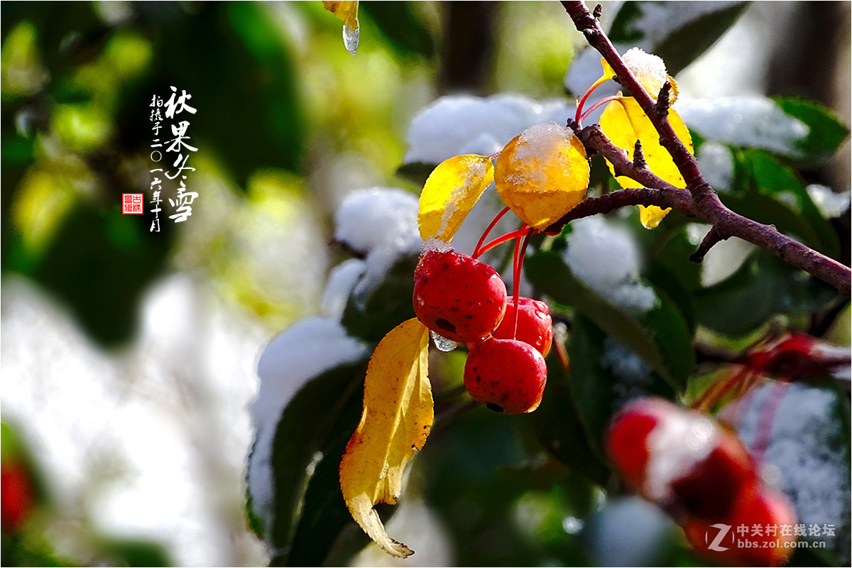 【  秋果冬雪  】