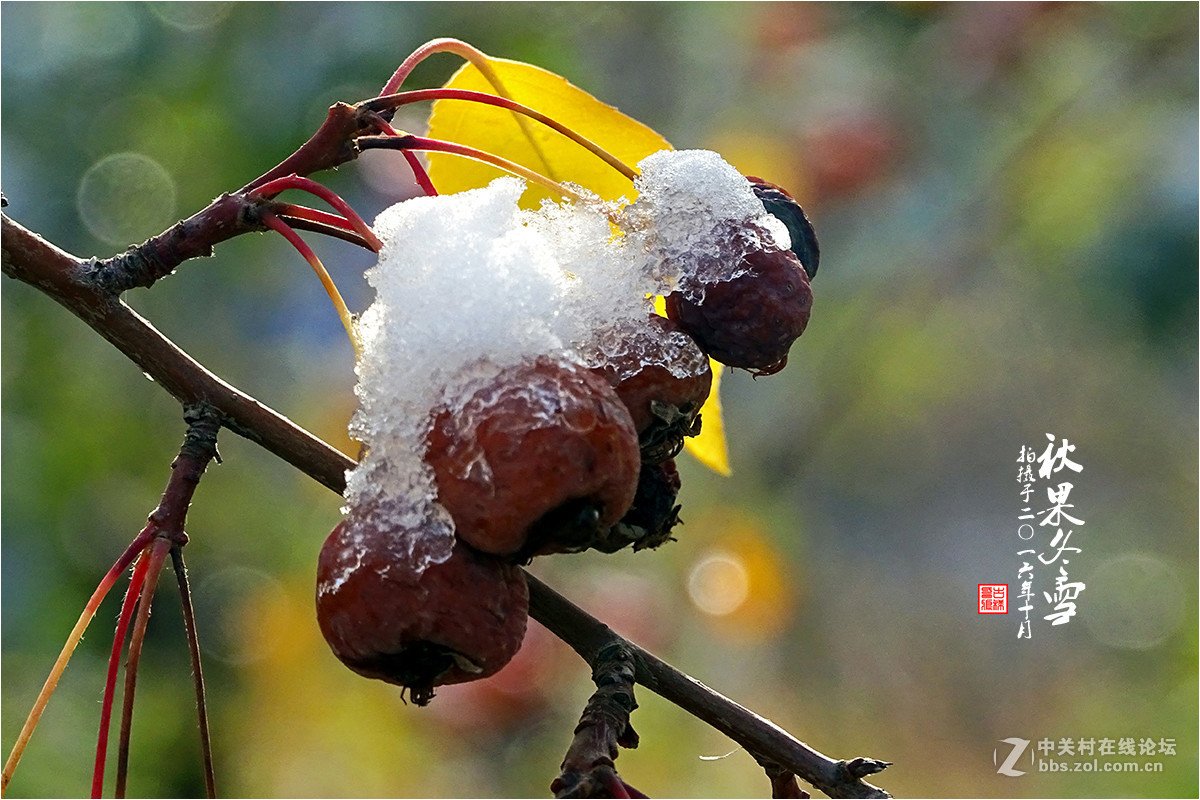 【  秋果冬雪  】