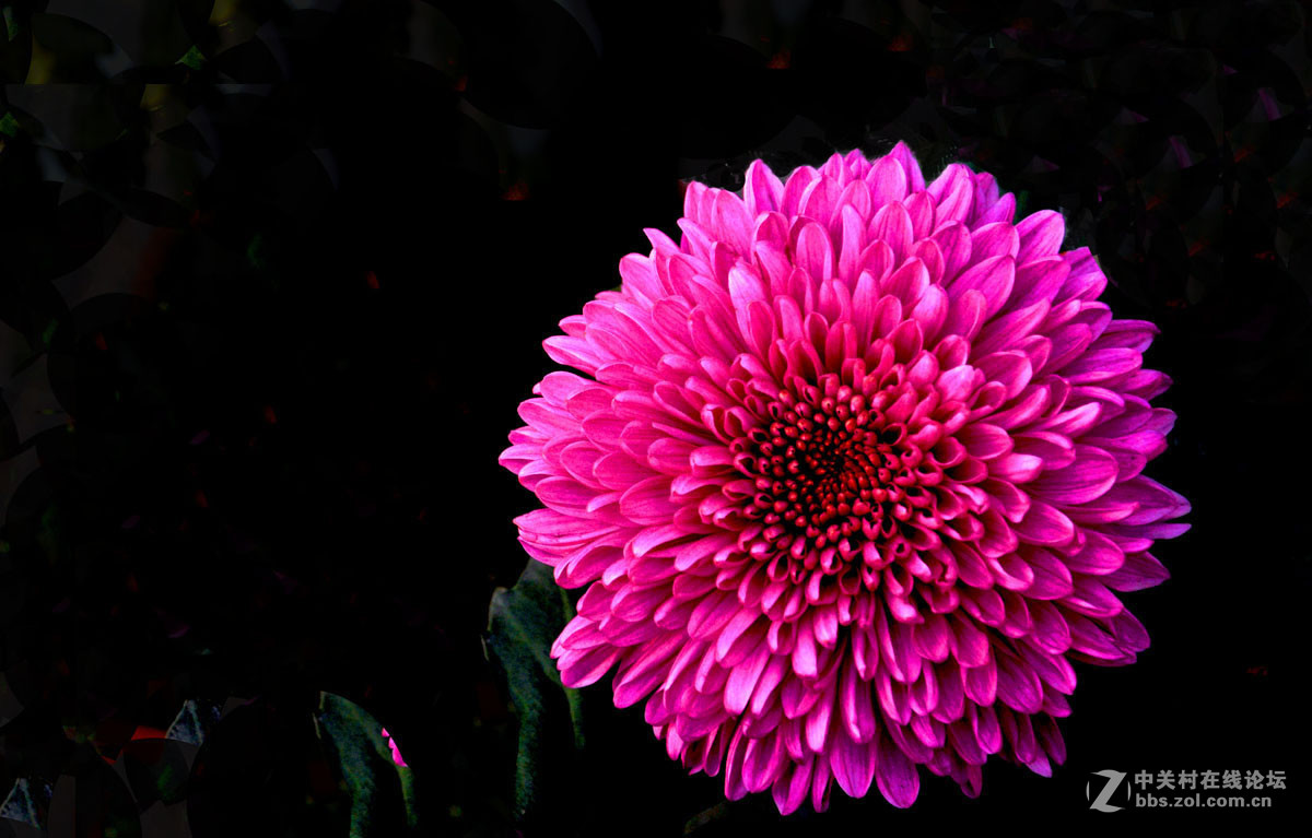 红菊; 16;12;1;