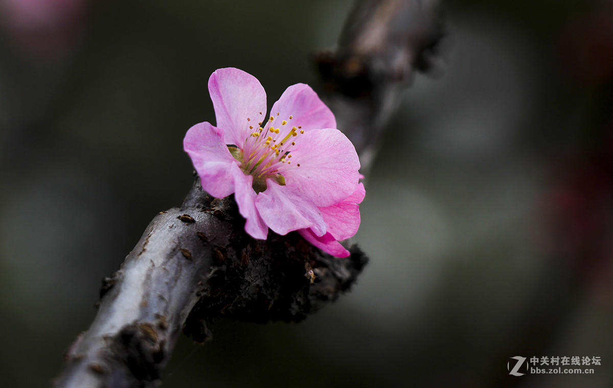 粉红色的花--看望水木清影版主好友