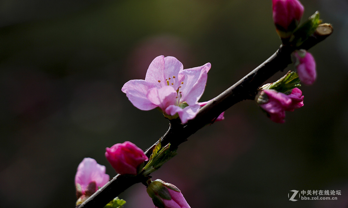 粉红色的花--看望水木清影版主好友
