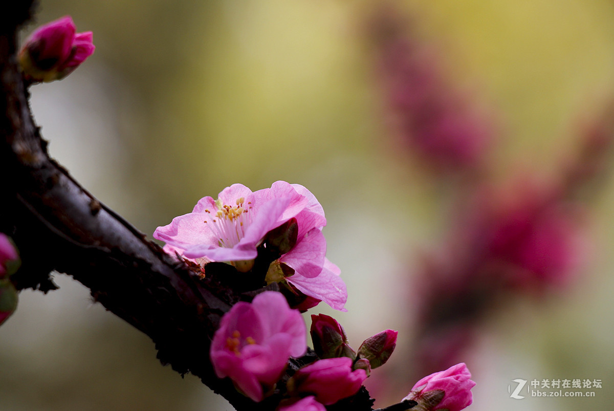 粉红色的花--看望水木清影版主好友
