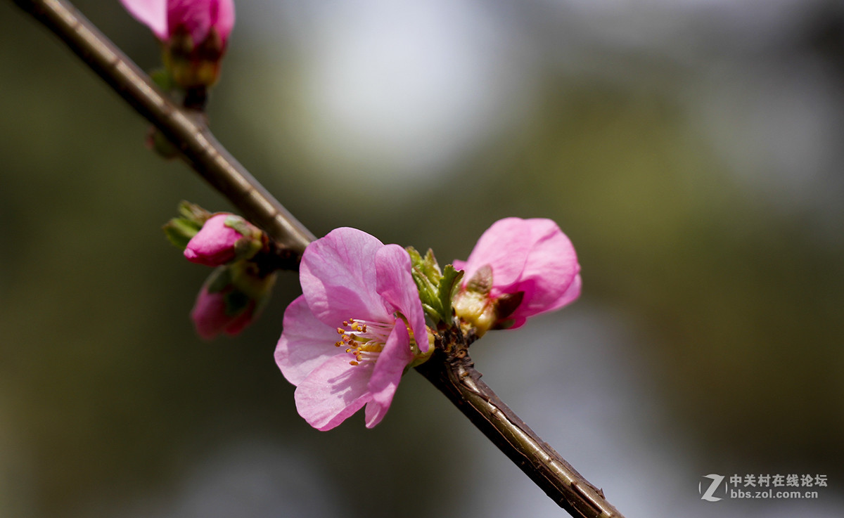 粉红色的花--看望水木清影版主好友