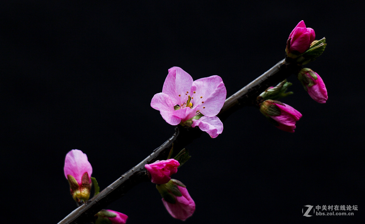 粉红色的花--看望水木清影版主好友