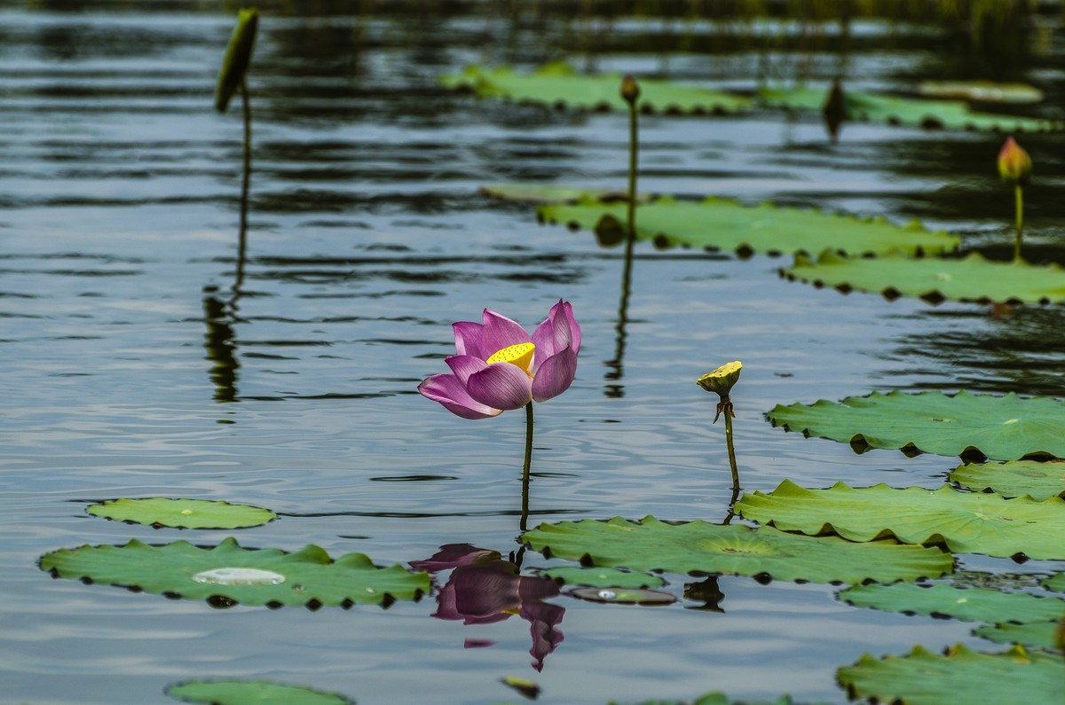 【盛开的秋荷】