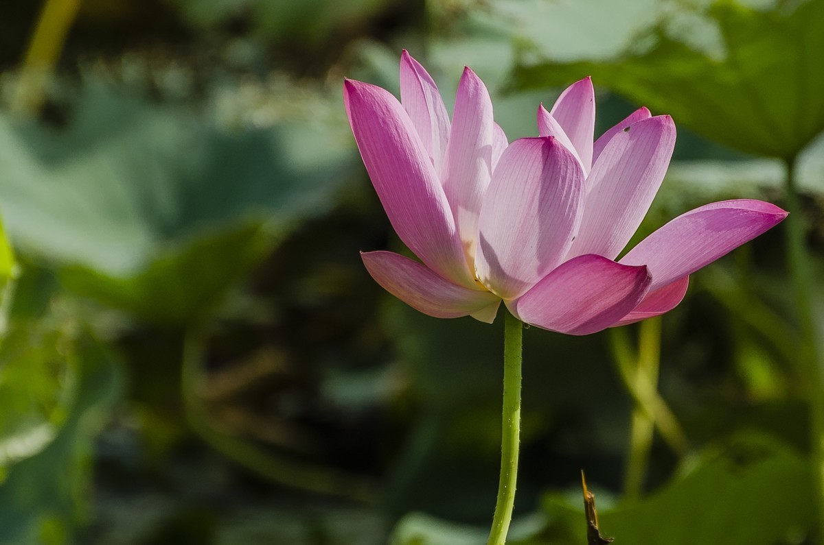 【盛开的秋荷】