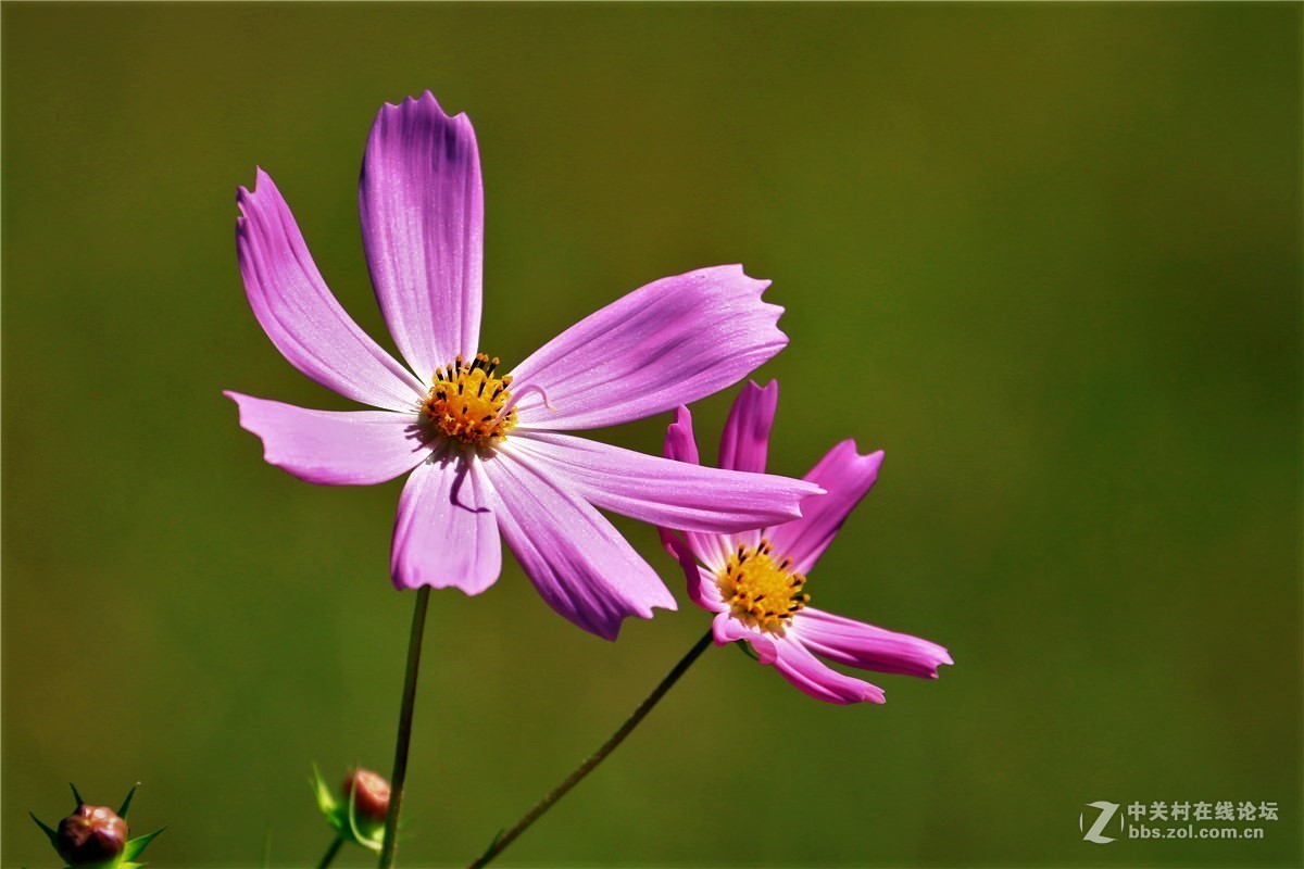 请假贴，最近由于工作繁忙，不能欣赏学习朋友们的精彩作品，请谅解。格桑花5.