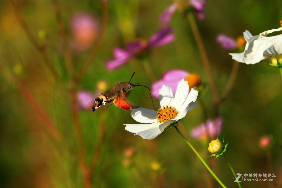 请假贴，最近由于工作繁忙，不能欣赏学习朋友们的精彩作品，请谅解。格桑花5.