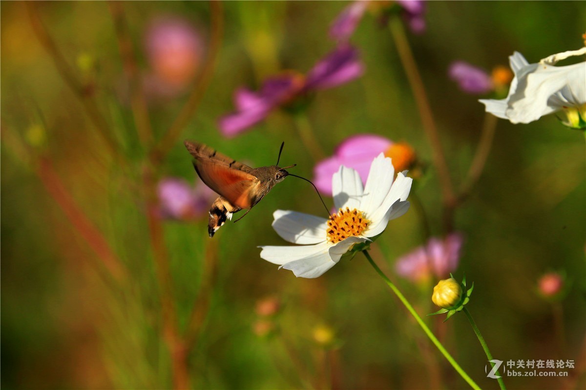 请假贴，最近由于工作繁忙，不能欣赏学习朋友们的精彩作品，请谅解。格桑花5.