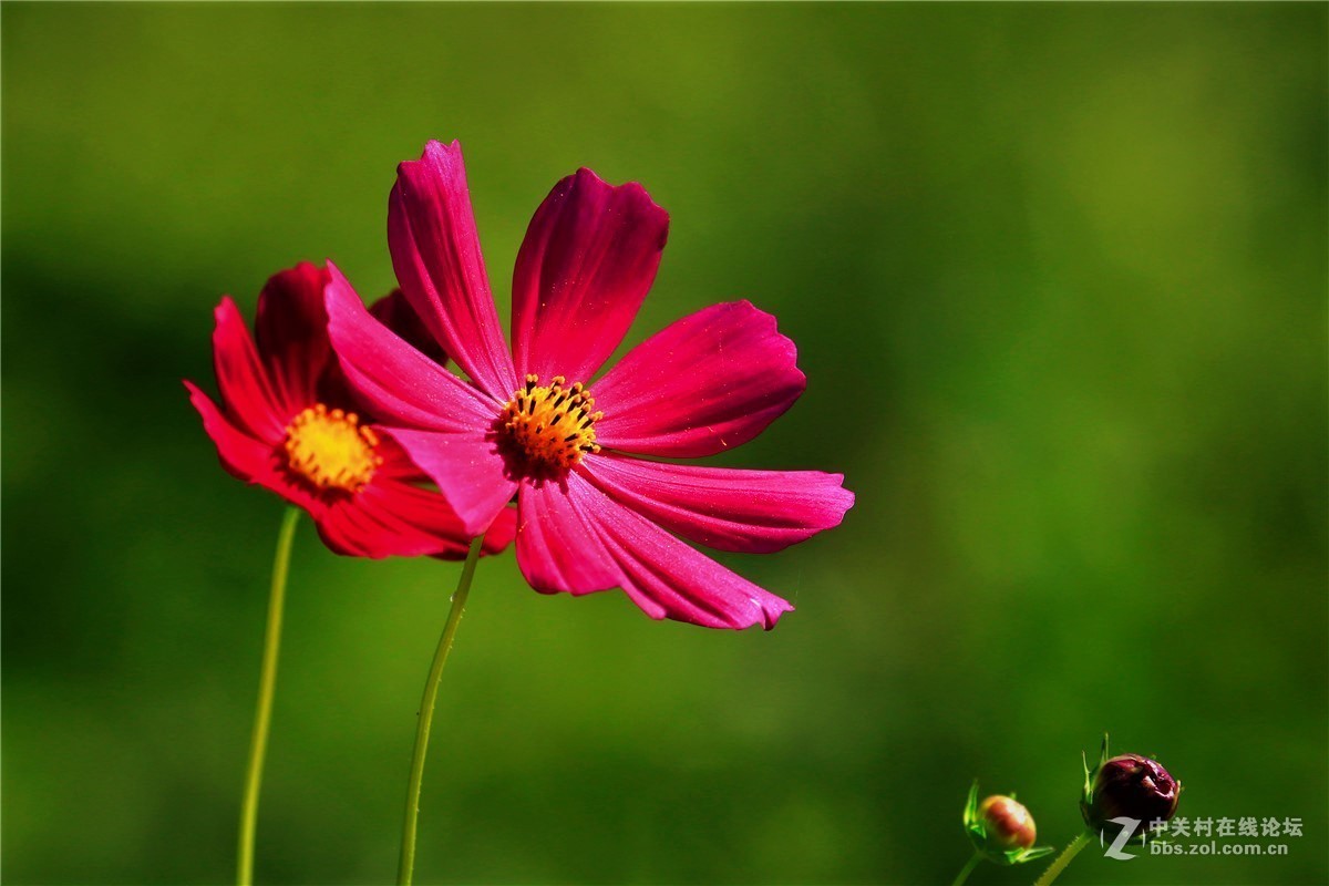 请假贴，最近由于工作繁忙，不能欣赏学习朋友们的精彩作品，请谅解。格桑花5.