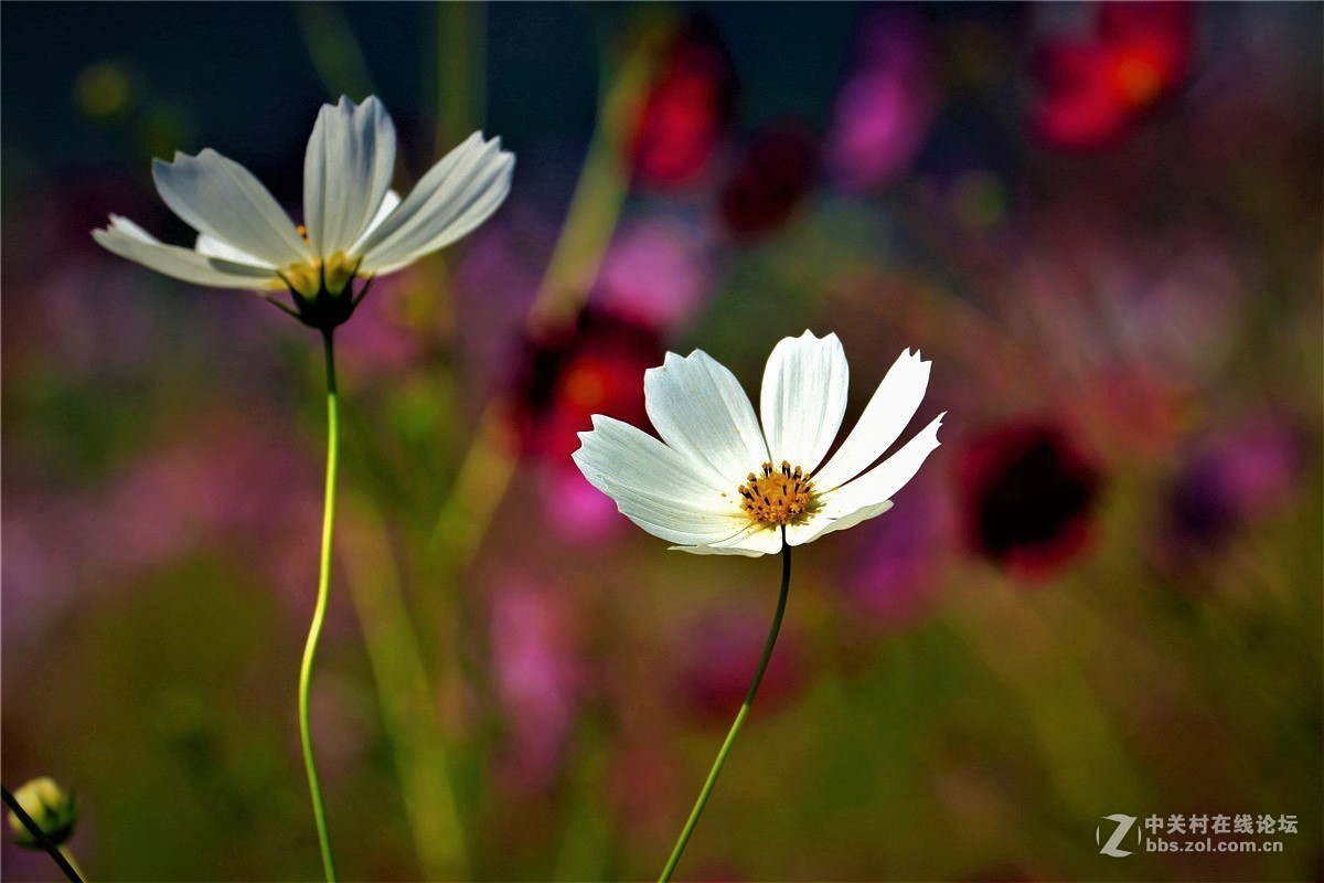 请假贴，最近由于工作繁忙，不能欣赏学习朋友们的精彩作品，请谅解。格桑花5.