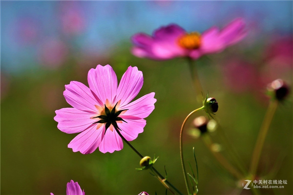 请假贴，最近由于工作繁忙，不能欣赏学习朋友们的精彩作品，请谅解。格桑花5.