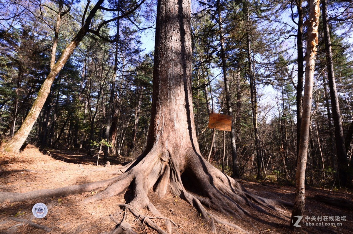 小兴安岭秋韵 【16P】 北京山人摄影