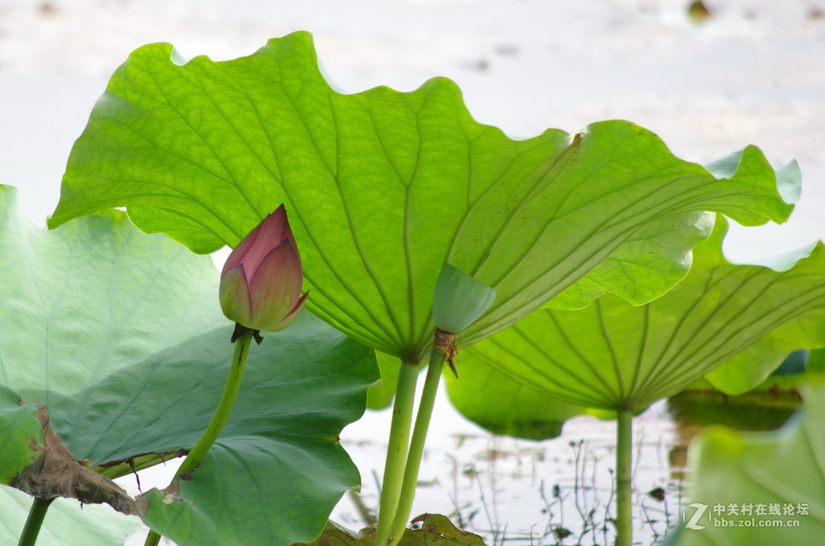 国庆假日赏荷忙