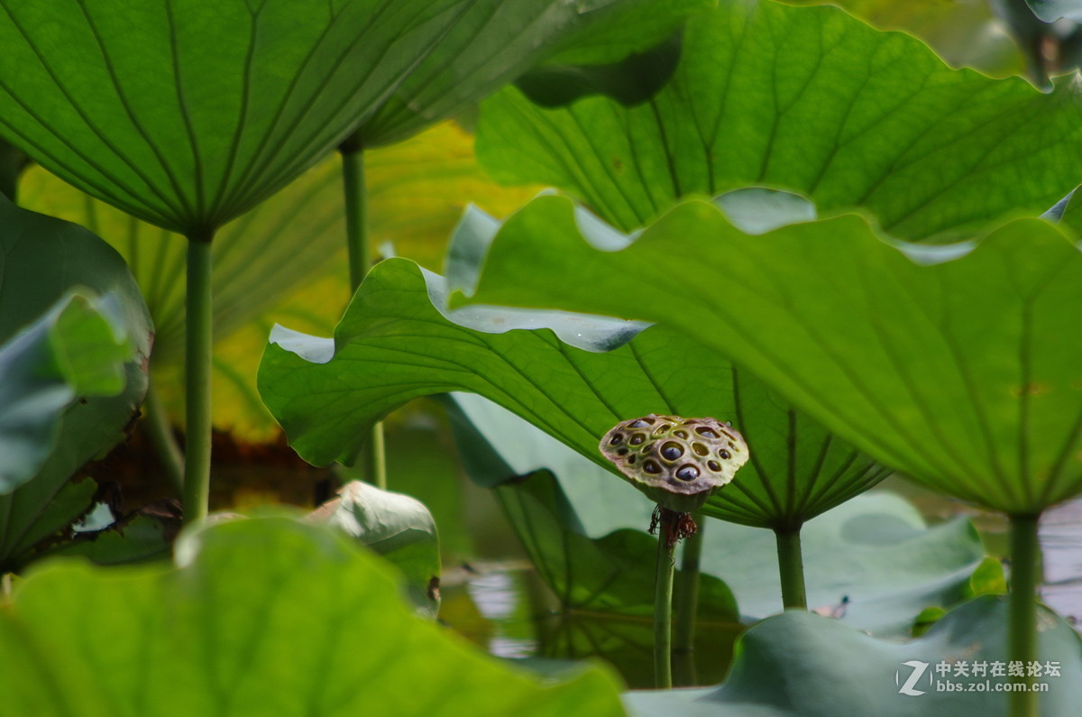 国庆假日赏荷忙