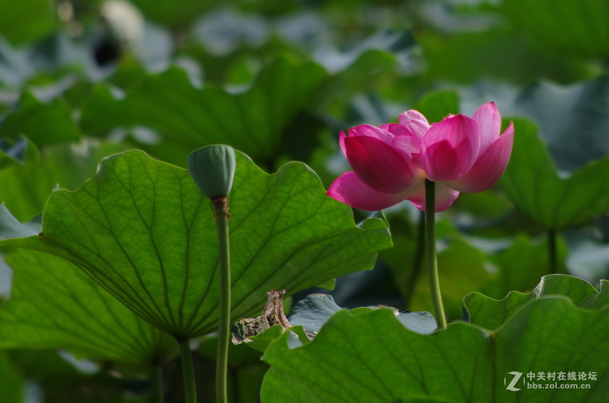 国庆假日赏荷忙