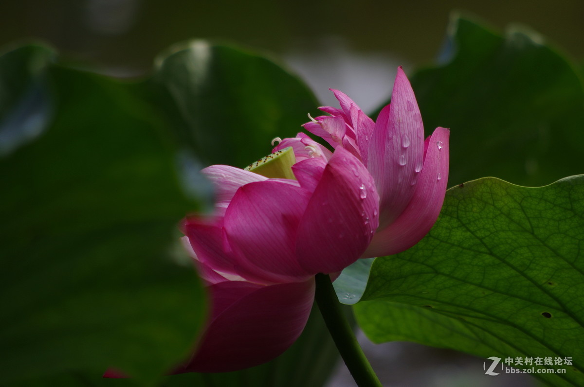 国庆假日赏荷忙