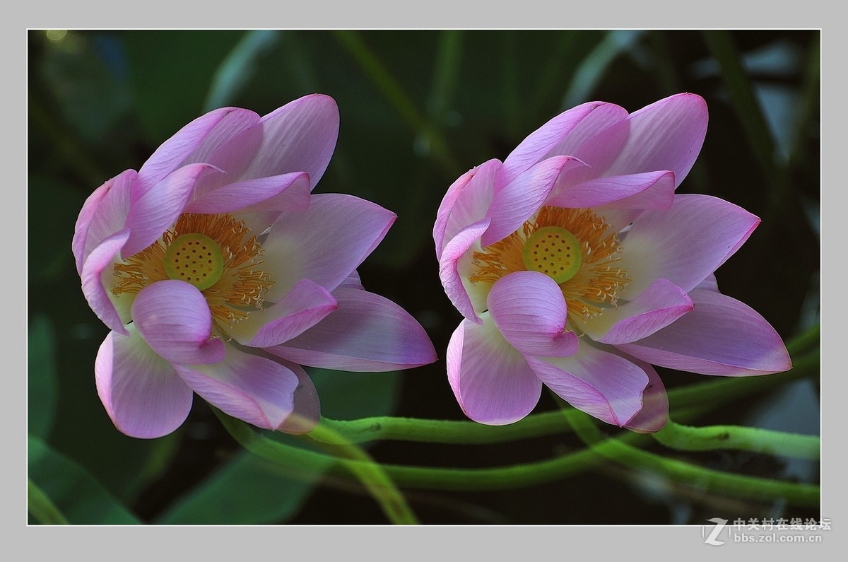 视觉光影荷光莲影4